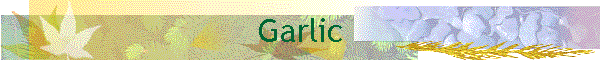 Garlic